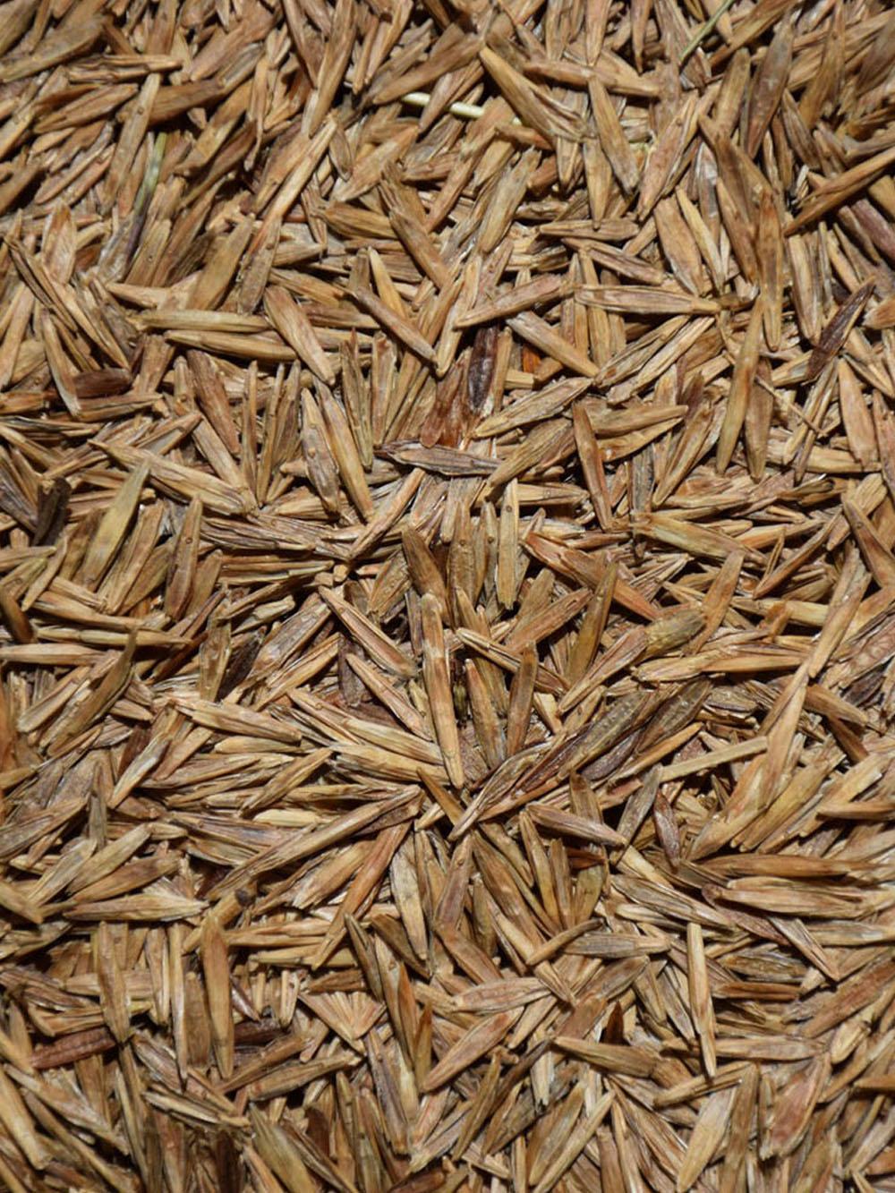 Smooth Bromegrass